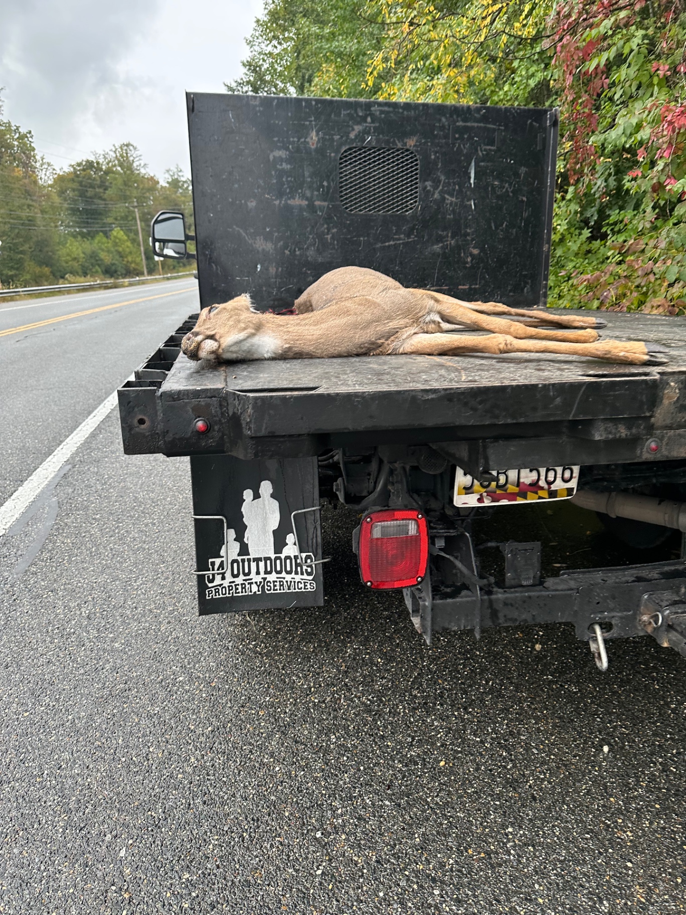 Wildlife Removal